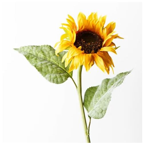 Sunflower Yellow 61cml #FI9221YE - Each 