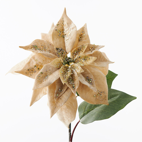 Christmas Poinsettia Stem Velvet Champagne 71cml #FI9852CH - Each SOLD OUT 2024