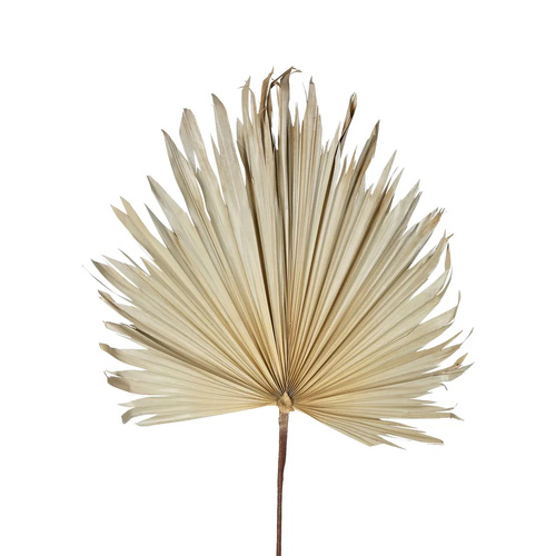 Dried Real Palm Cream 60cml #FLP214CR - Each (Upkgd.) TEMPORARILY UNAVAILABLE