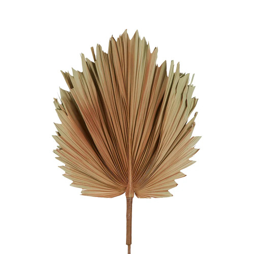 Dried Real Palm Brown 44cml #FLP216BR - Each (Upkgd.) TEMPORARILY UNAVAILABLE