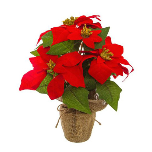Christmas Poinsettia Potted Burlap Wrapped 6 Flowers Red (38cmH)  #KC33009314RD - Each 