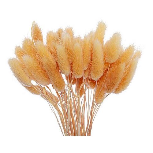 Preserved Dried Bunny Tail Champagne Bunch 60g #KC67080011CHP - Each TEMPORARILY UNAVAILABLE