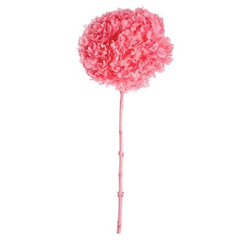 Preserved Dried Large Petal Hydrangea Stem Hot Pink 60cm #KC67080031HP - Each