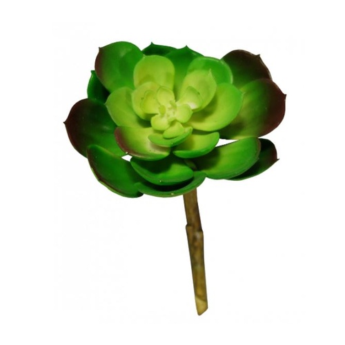 Succulent Flat Green 10cm #S3443NAT - Each (Upkgd.)