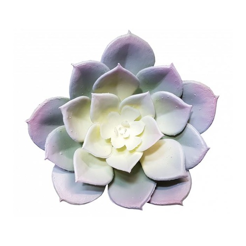 Succulent Echeveria Fimbriata 11cm #S3627LTGRN - Each (Upkgd.)