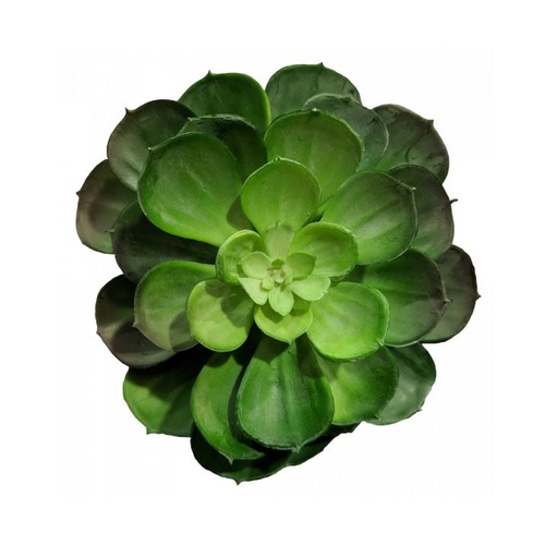 Succulent Echeveria Imbricata Green 15cm #S3763GRN - Each (Upkgd.)