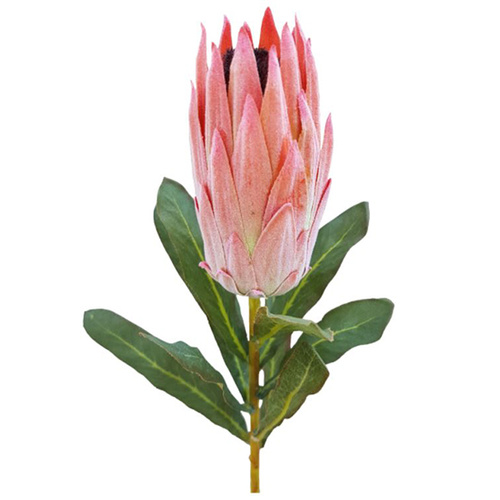 Protea RED 68cml #S6651RD - Each (Upkgd.) TEMPORARILY UNAVAILABLE